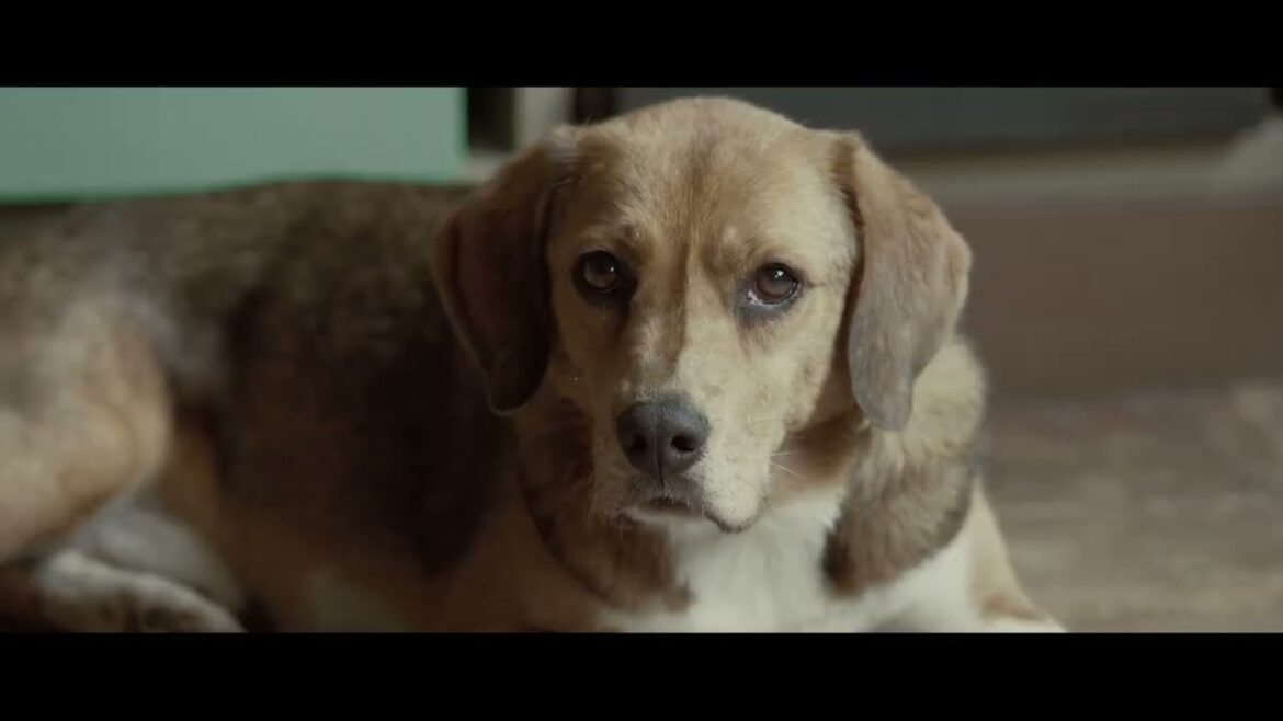 17年間毎日駅に通い続けた1匹の保護犬の実話を45年の時を経て映画化『石岡タロー』予告編【2023年10月20日公開】