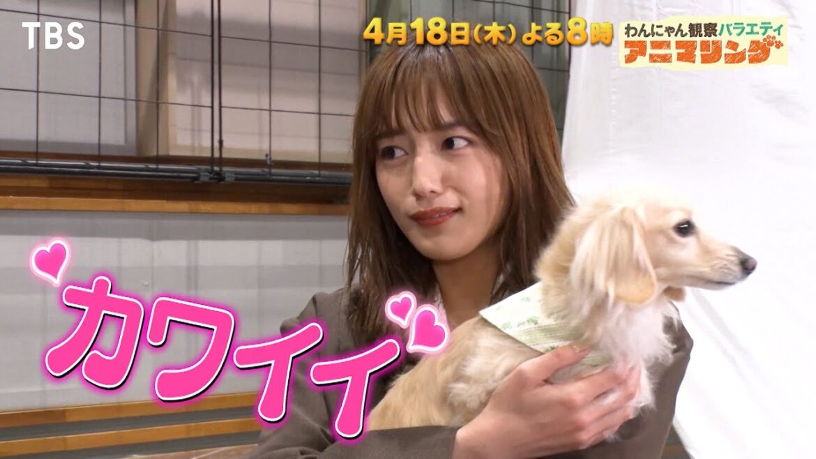 川口春奈が知らない犬のお世話を!? Snow Man 佐久間大介が猫カフェに!?『わんにゃん観察バラエティ アニマリング』4/18(木)【TBS】