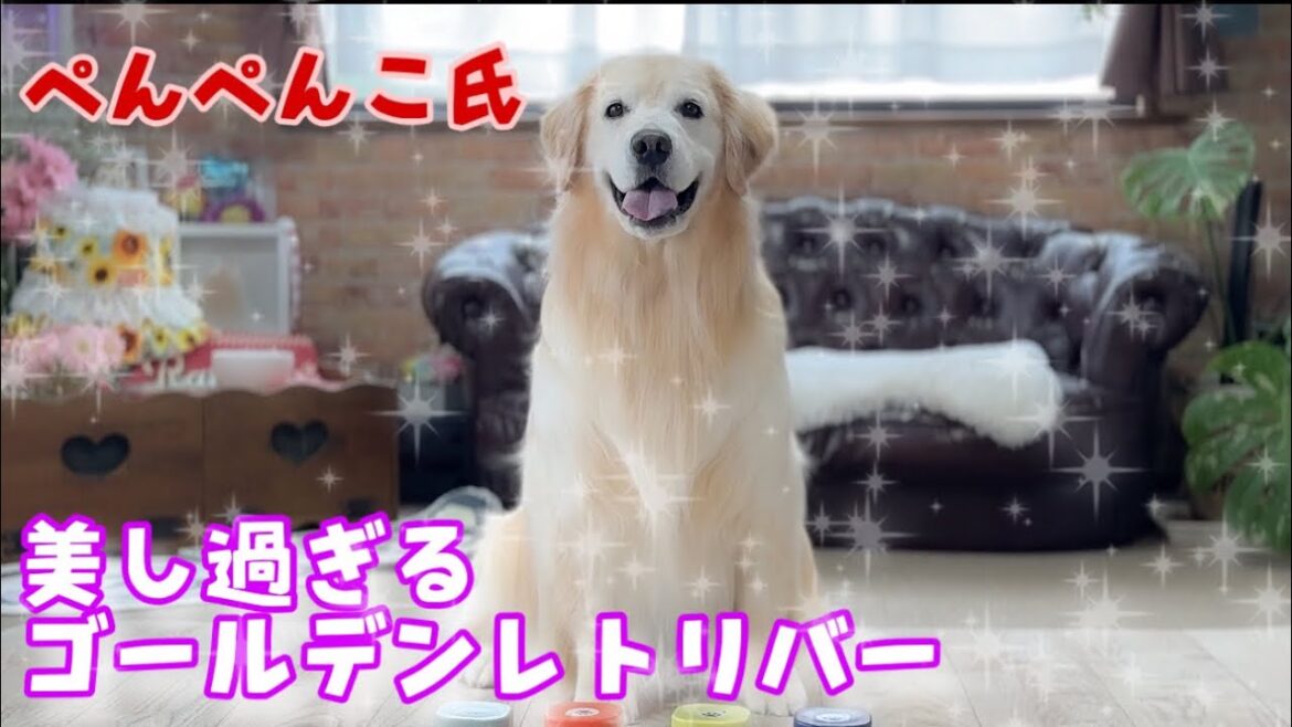 【劇的ビフォーアフター】シャンプー直後のペーの美しさみ見惚れてしまう