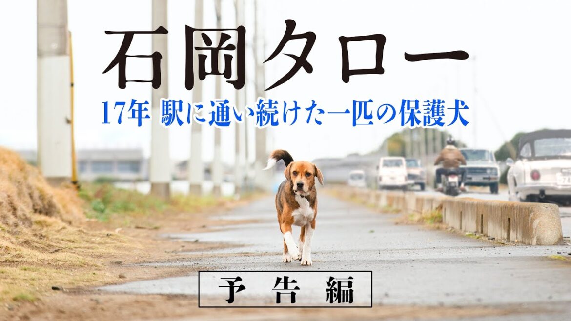石岡タロー 予告編