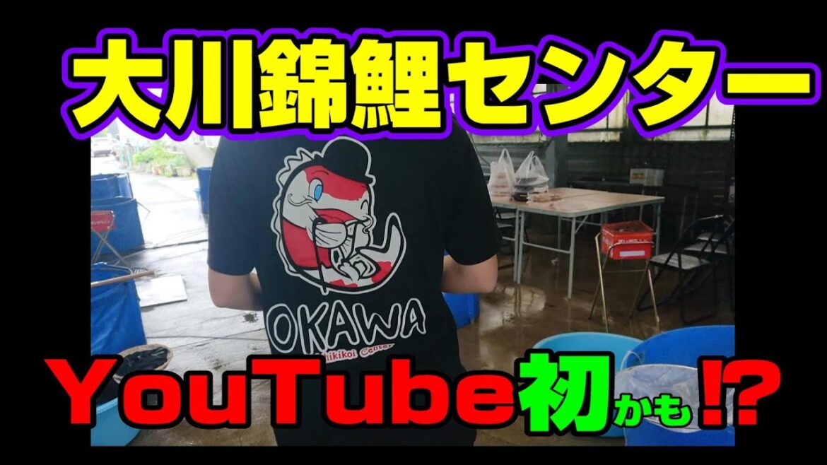 【汚池再生計画】福岡県大川市にある『大川錦鯉センター』さんのジャンボ当歳売り出しにいってきた‼#koifarm#koi#koipond#大川錦鯉センター#大川仙助紅白#仙助紅白