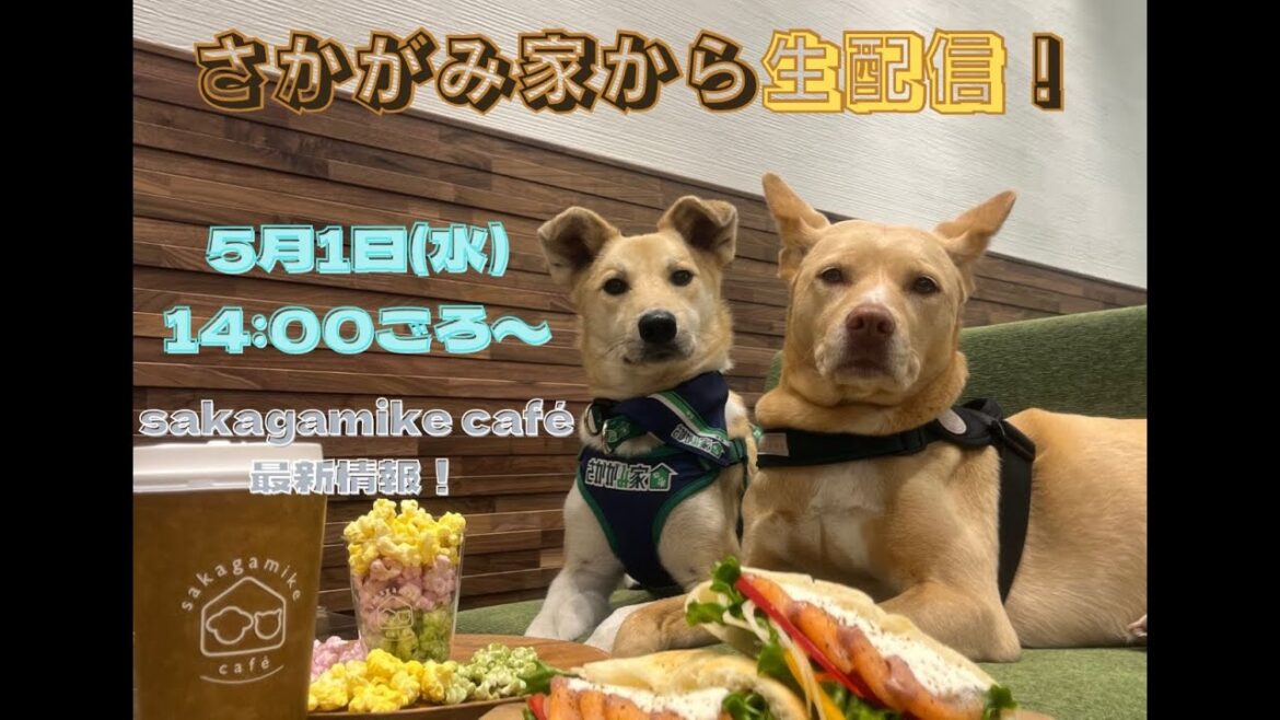 【生配信】さかがみ家からお届け!「sakagamike caf」オープンから5日目・・・。カフェ勤務中の桑原とも中継!?♪