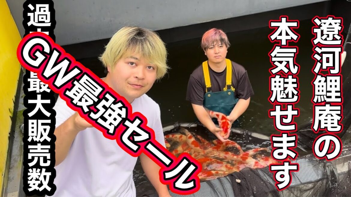 【遼河鯉庵】 日本ーの品揃えと値段でGWイベントを開催します!!初心者〜上級者まで愛鯉家全員に感動と喜びを届けます!!