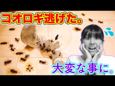 コオロギが逃げた。家が大変なことに?!【爬虫類】(Crickets Escaped)