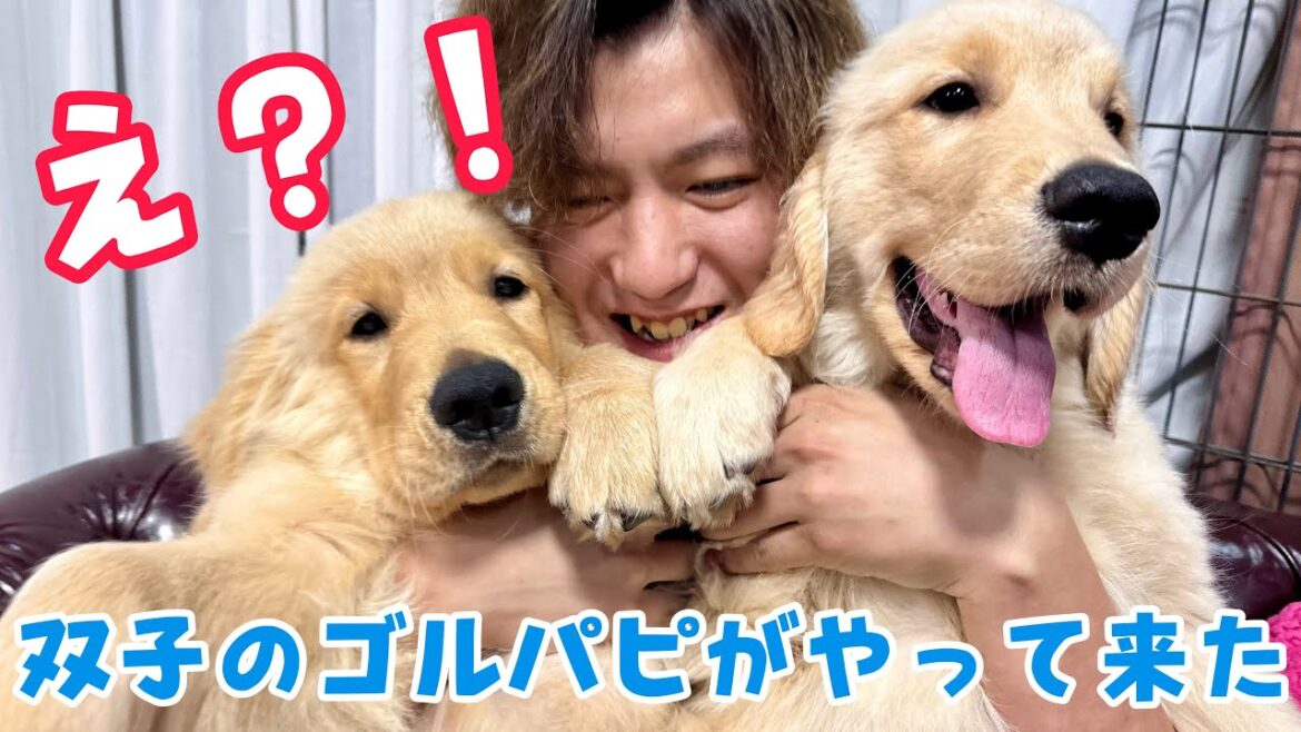 【パピー】我が家にゴルパピツインズがやって来た
