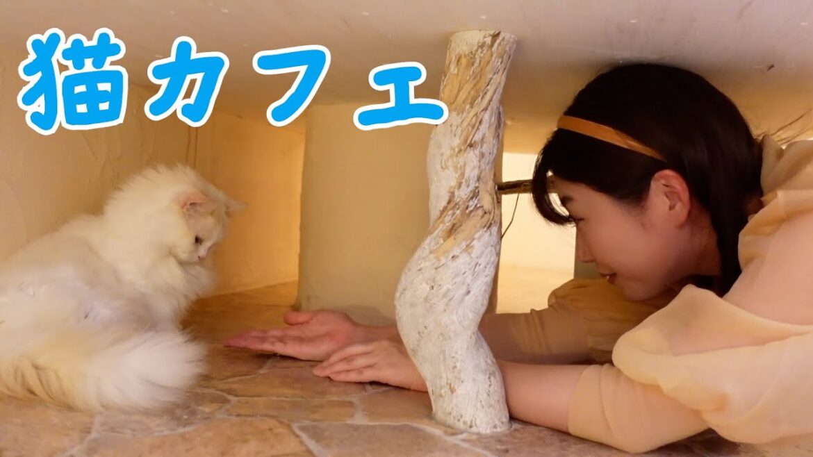 田名部inジブリの森&猫カフェへ ちょっと変わった回です