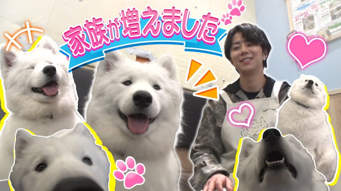 【癒やし動画】1ヶ月待ち!今話題のサモエドカフェで北山に新たな家族が…♡#38