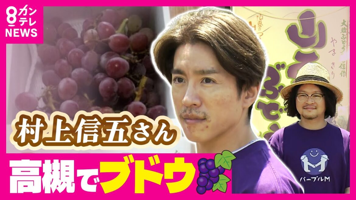 【村上信五さん】高槻の『王』が新種のブドウ発表目指す マスカットの「M」と村上さんの「M」でブドウの未来を変える『パープルMプロジェクト』 高槻愛あふれる村上さんがブドウで町おこし〈カンテレNEWS〉