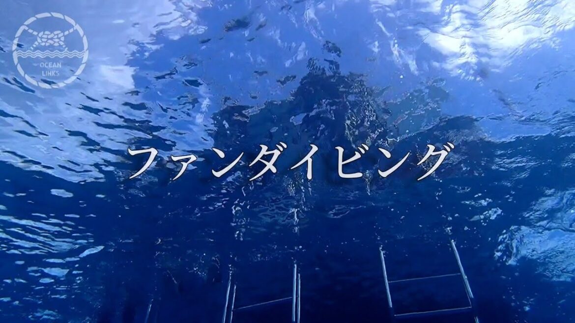 マダラトビエイにバラクーダ!満喫ファンダイビング!