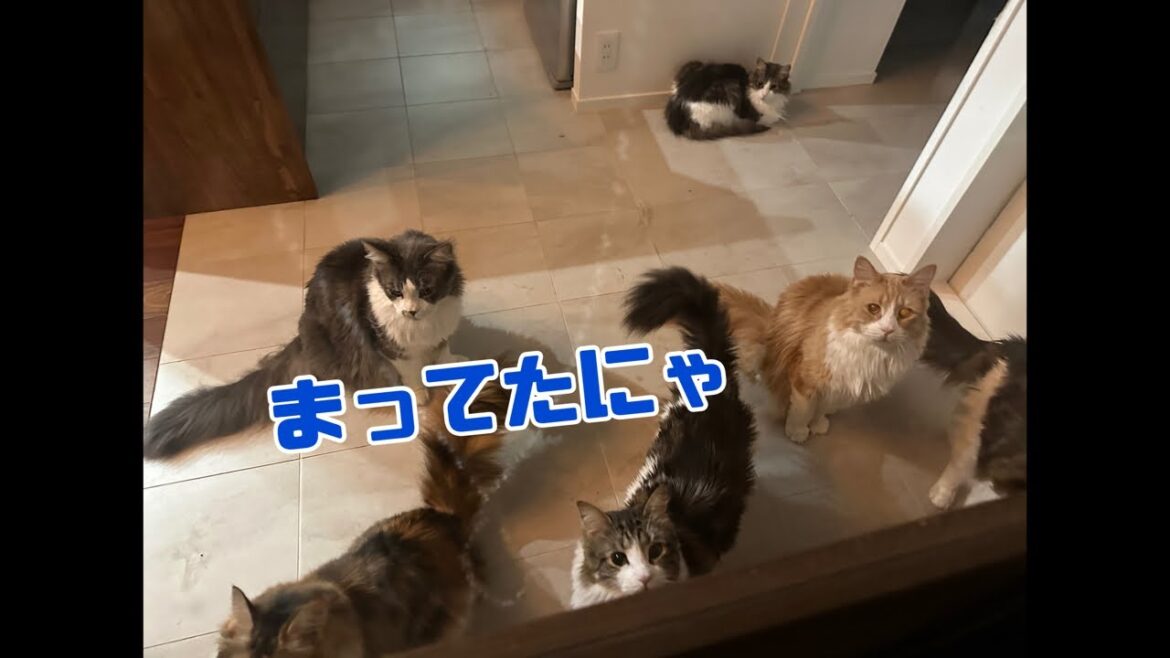 猫ラジめいくうちゃんねる 土曜日の猫配信♪