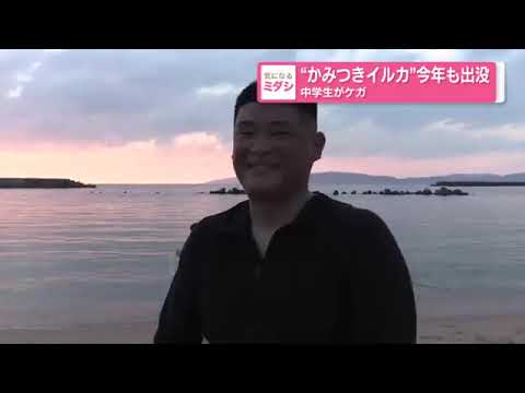 かみつきイルカ」今季も出没、中学生けが 海保「近づかないで」安田琢典