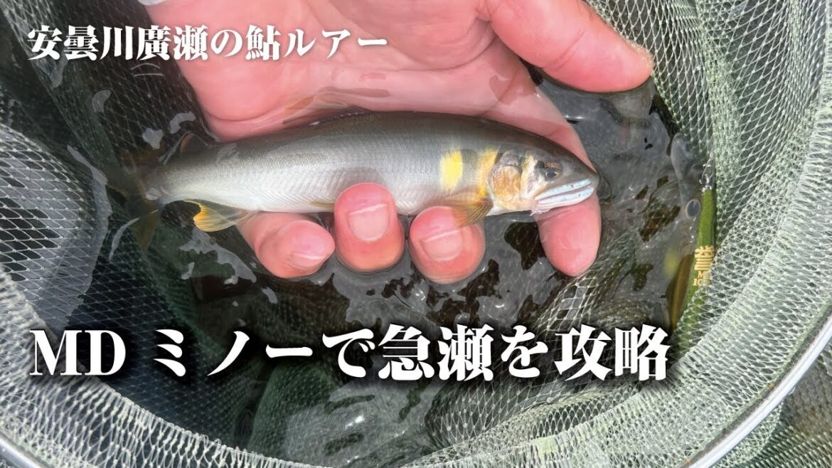 MDミノーで急瀬を攻略【安曇川廣瀬の鮎ルアー】