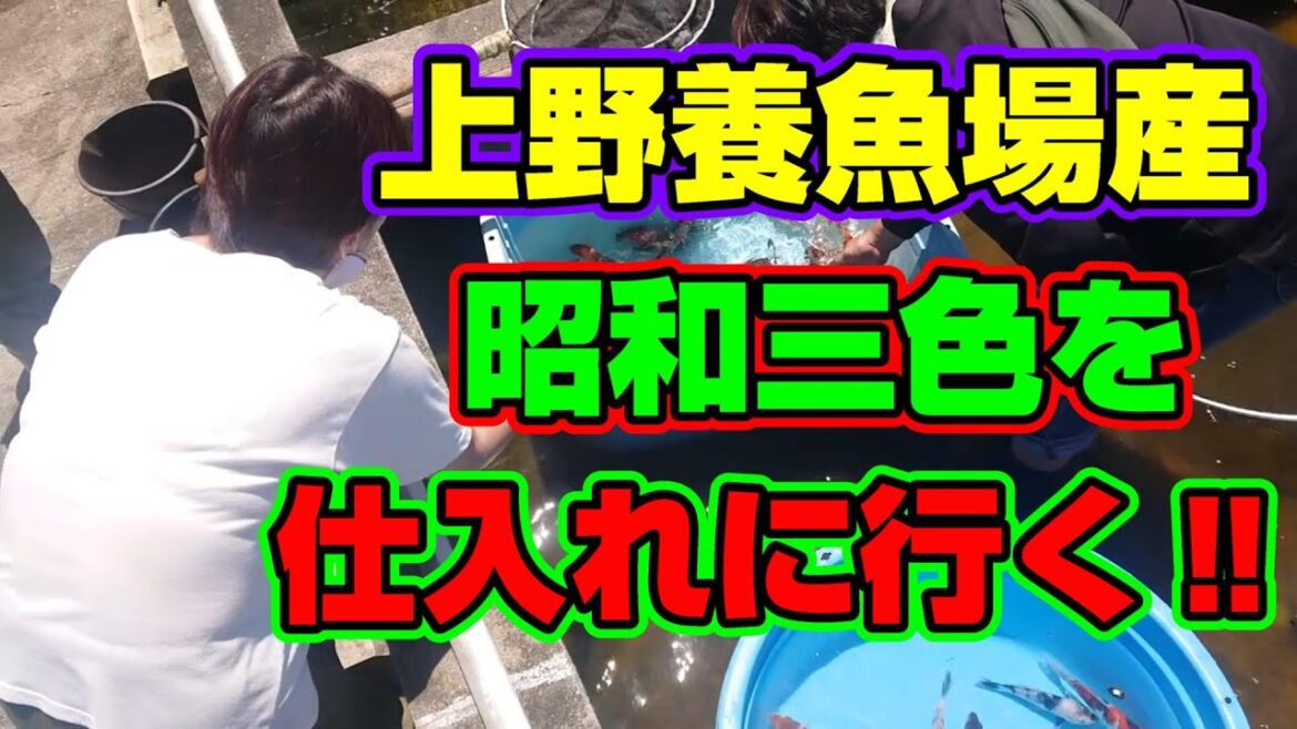 【汚池再生計画】長洲錦鯉センターに、上野養魚場産昭和が入ったとの事で仕入れに行ってきた‼koipond#koi#長洲錦鯉センター#上野昭和