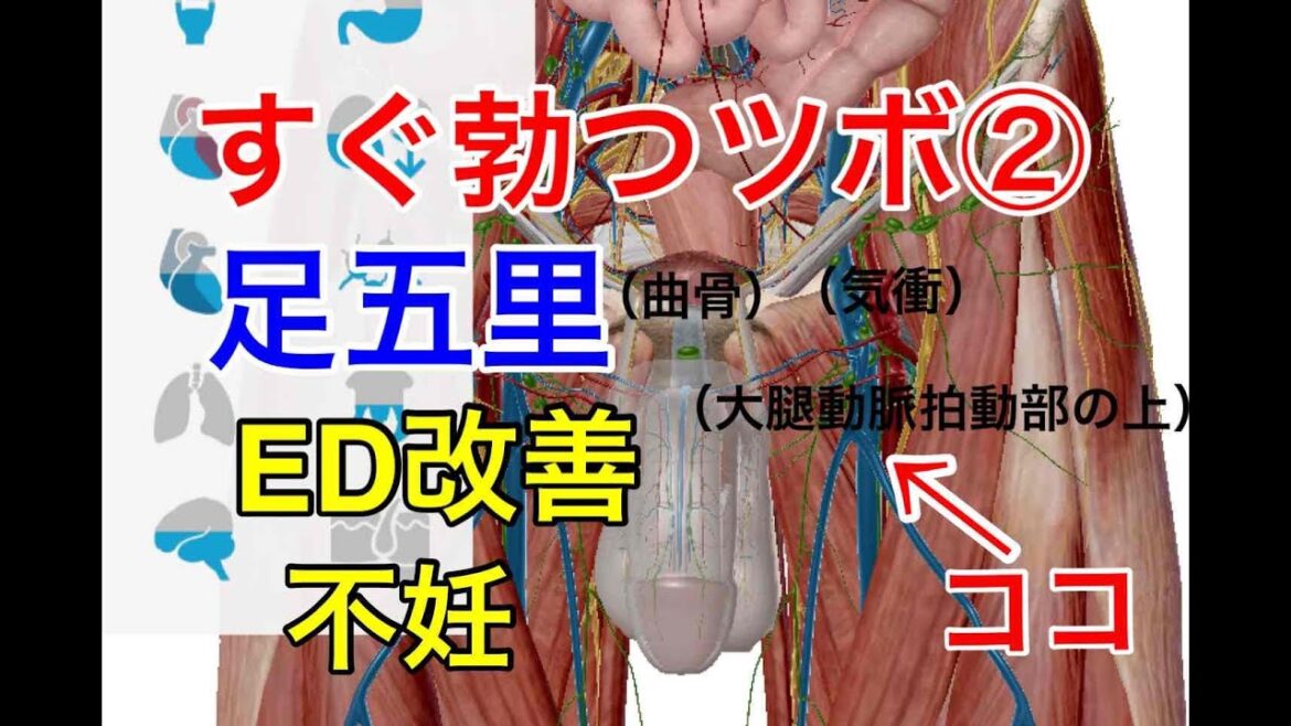 【すぐ勃つツボ2】足五里(あしごり) 一般向け 勃起不全なら福岡市の長谷川鍼灸院【出張専門】LINE ID : supersrx2002