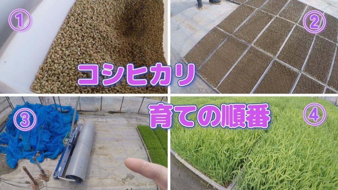 【水稲農家・新米コシヒカリ育ての順番】改めてご紹介。新米コシヒカリ。#コシヒカリ