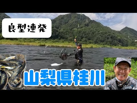 山梨県桂川の鮎釣り 井上聡がテクニックを駆使して攻略?