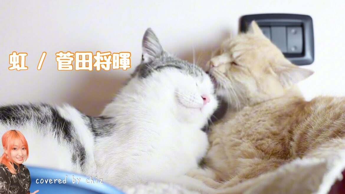 虹 / 菅田将暉 covered by chiz