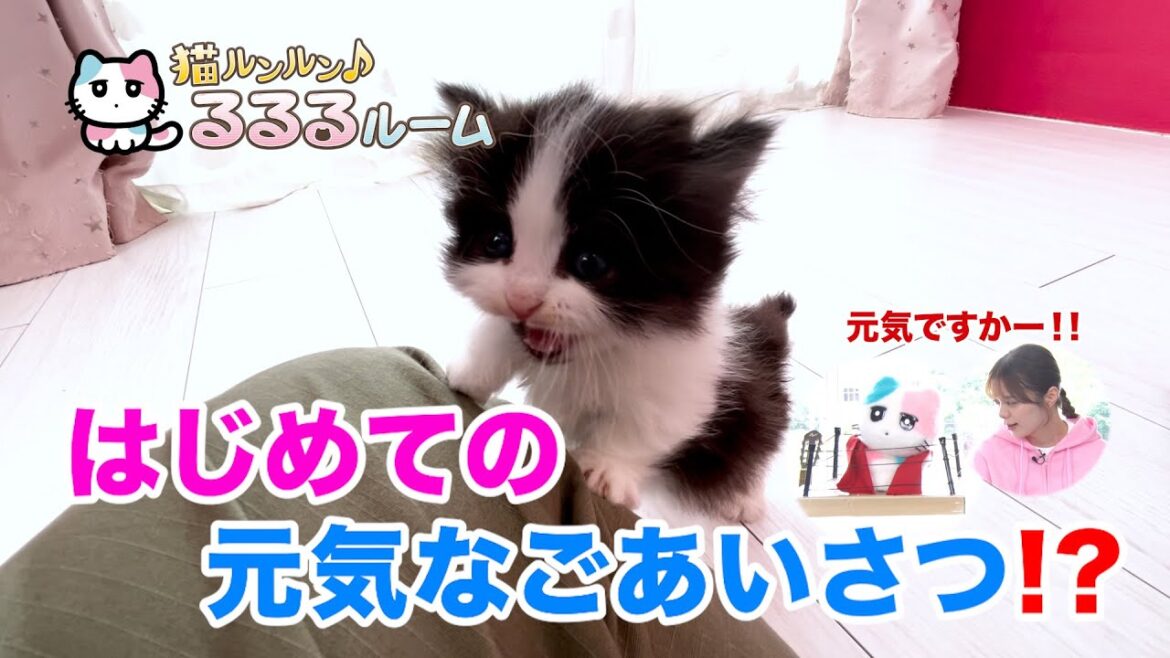 かわいい子猫大集合!ドキドキはじめて体験に大爆笑 猫ルンルン♪るるるルーム るるる 紺野彩夏【公式】