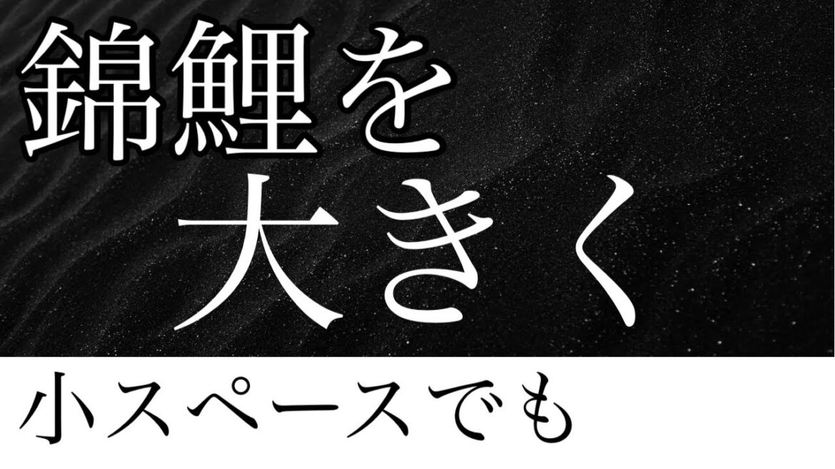 小さな池でも錦鯉を大きく成長させる方法はこれ一択です。 #錦鯉飼育 #錦鯉