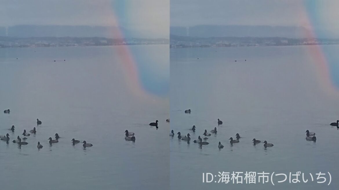 《現地調査・琵琶湖》11/27①》