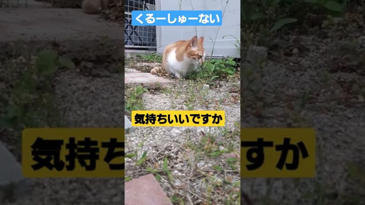 外出許可がおりサイコーなお二人、外はサイコー❗#short#ハチワレ#茶トラ#保護猫