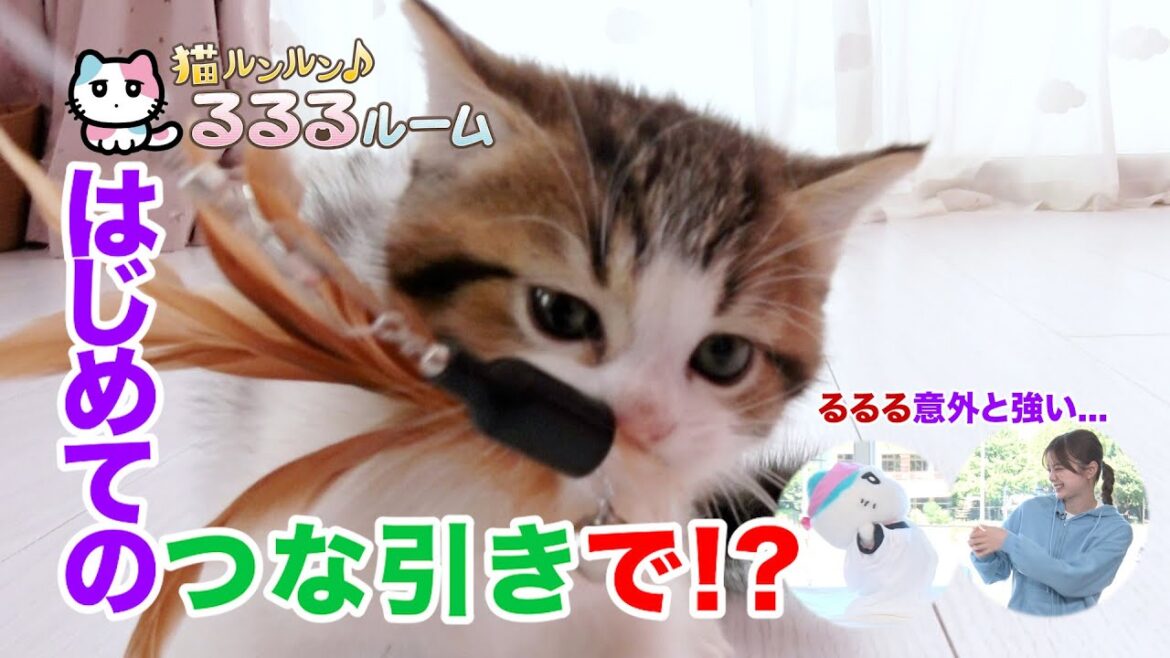 かわいい子猫大集合!ドキドキはじめて体験に大爆笑 猫ルンルン♪るるるルーム るるる 紺野彩夏【公式】