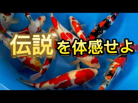 【遼河鯉庵】 玄人必見!!全国品評会用の鯉を限定15匹だけ通販します。#koi #nishikikoi