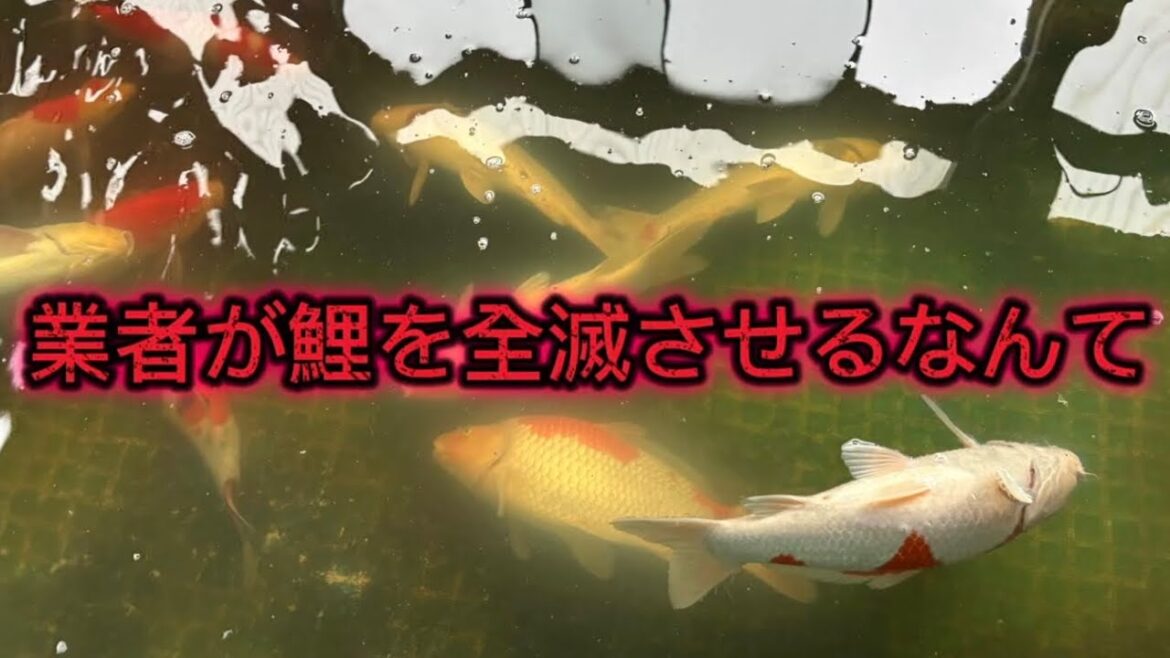 【遼河鯉庵】 超高級鯉が全滅しました!!もう立ち直れません。(閲覧注意) #錦鯉 #koi #アクアリウム #nishikigoi