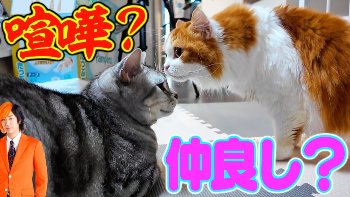 【お引越し】東京で4年間飼っていた猫がついに岡崎へやってきた!!!