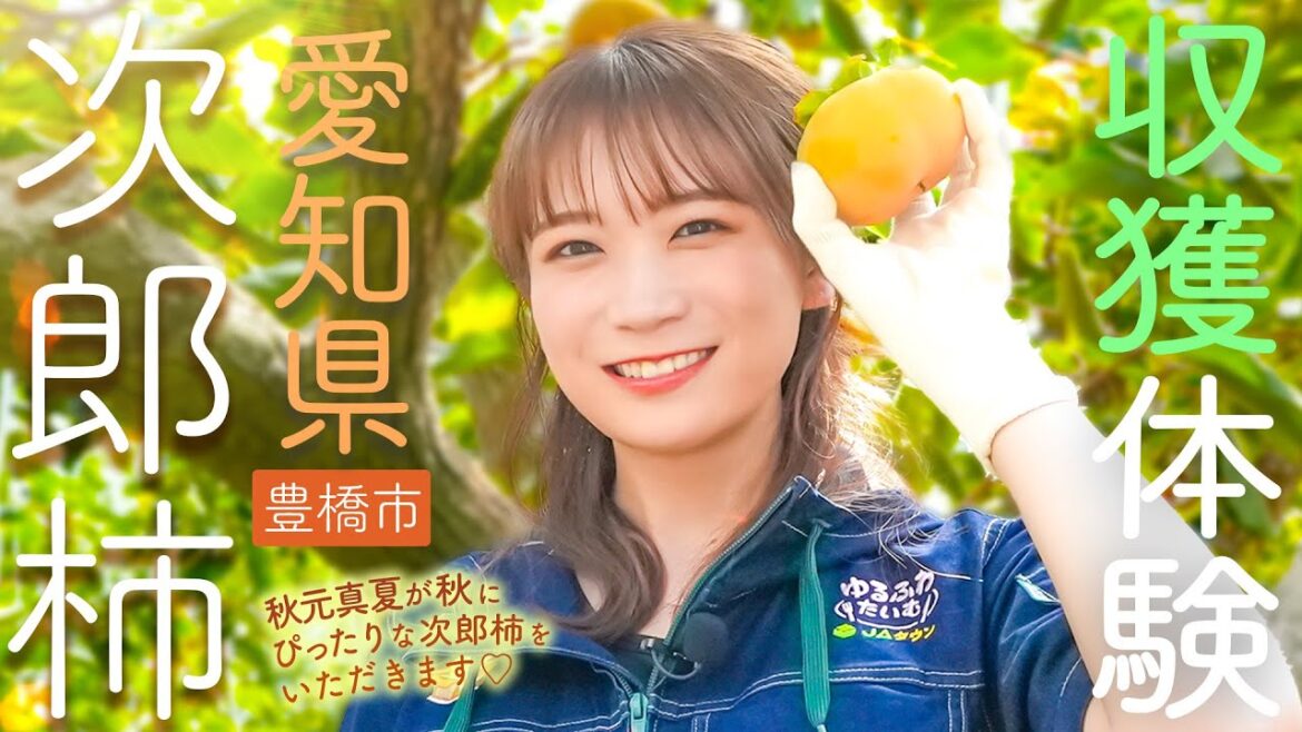 秋元真夏が完全甘柿の「次郎柿」の産地である愛知県へ!