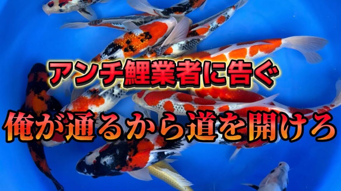 【遼河鯉庵】 安売りして何が悪いの?大日昭和を眺めながらアンチ鯉業者にガチ説教してみた。#koi #nishikikoi