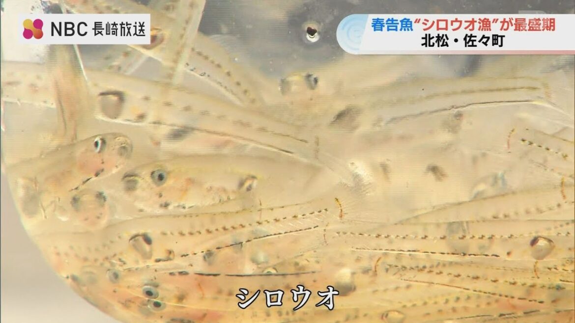 春告魚でシロウオ…福岡の料亭でも人気 佐々川で漁が最盛期【長崎】