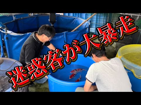 【遼河鯉庵】 過去一安い通販!!お客に高級鯉を値付けさせたらあり得ない金額をつけられた。#koi #nishikigoi