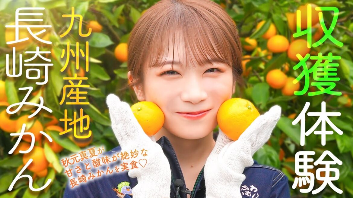 秋元真夏が長崎みかんの収穫体験!味の濃い長崎みかんの秘密に迫る!