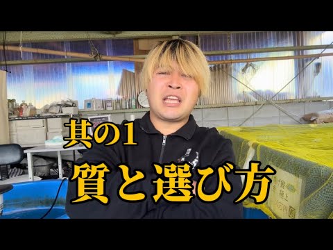 【遼河鯉庵】 錦鯉の価格と選び方 (1日目) #koi #nishikigoi