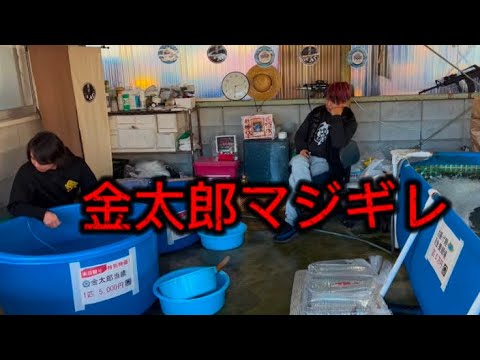 【遼河鯉庵】 閲覧注意!イベント2日目に客が来なかったので金太郎がキレて帰ってしまった (10日目) #koi #nishikigoi