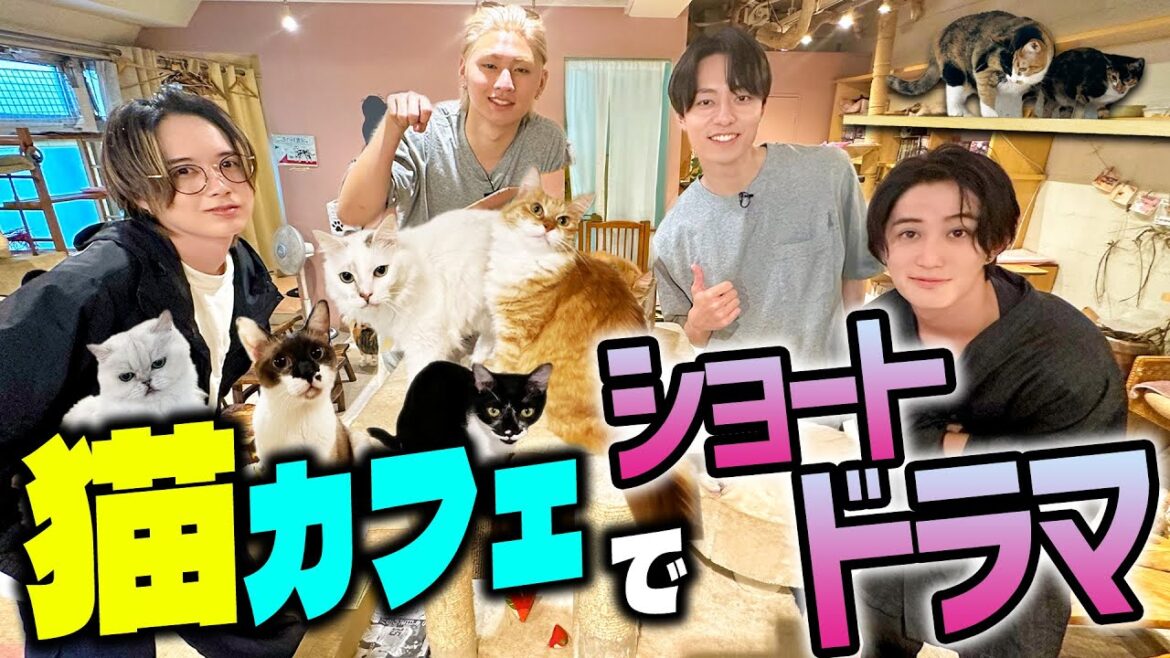 HiHi Jets【猫カフェでショートドラマ】主演は猫🐈…⁉️