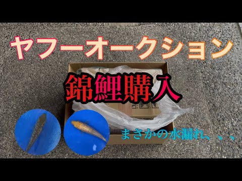 ヤフーオークションで錦鯉を購入!まさかの水漏れ、、、、、