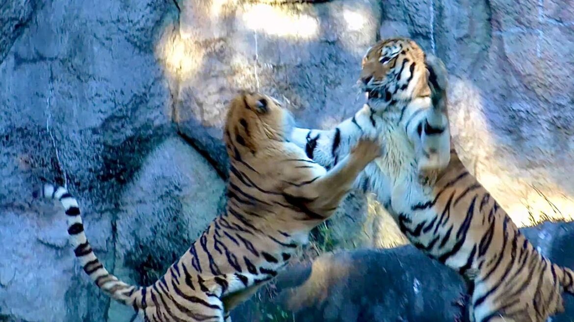 今年一番のシーンを撮り損ねました ソーンくんとローラちゃん 【浜松市動物園】Amur tiger Son-kun Lora-chan Hamamatsu Zoo