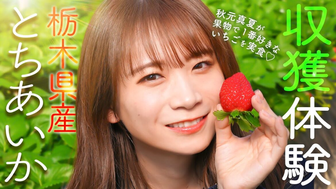 いちごの生産量が50年以上No.1の栃木県で新品種「とちあいか」を秋元真夏が収穫します!
