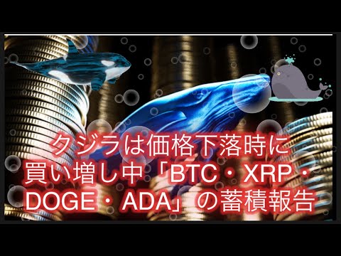 クジラは価格下落時に買い増し中「BTC・XRP・DOGE・ADA」の蓄積報告