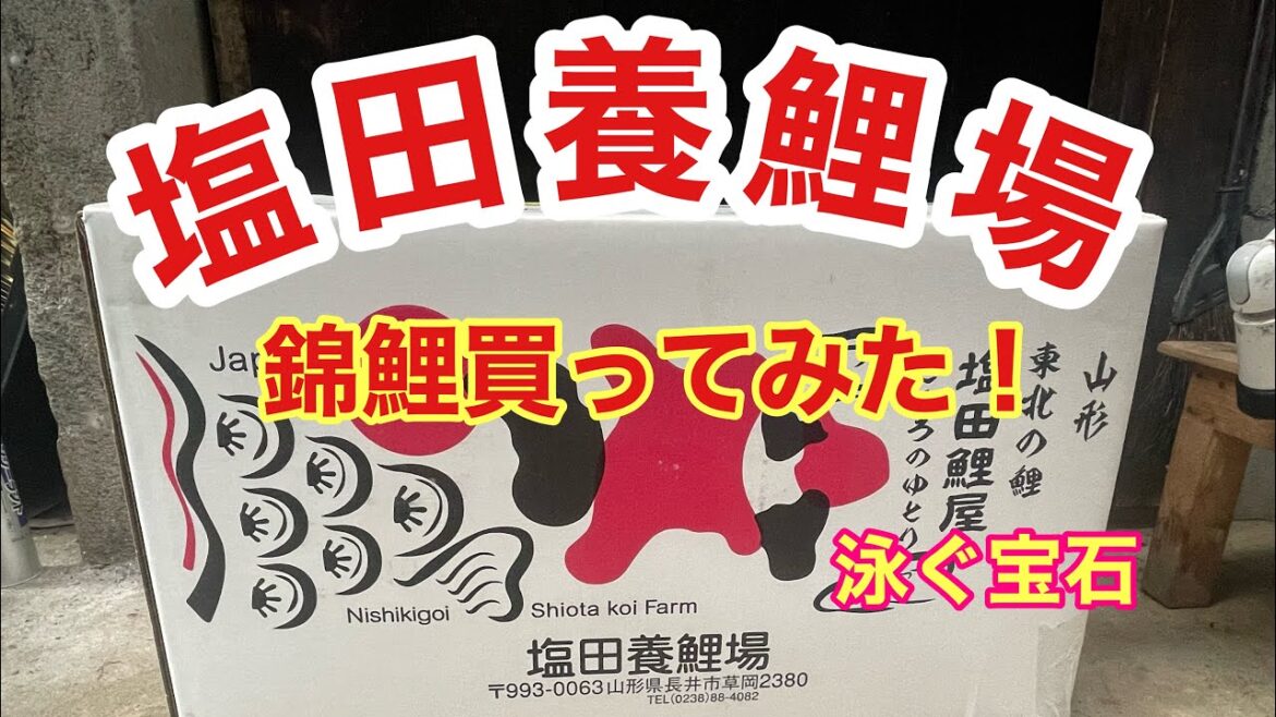 塩田養鯉場から錦鯉買ってみた!!#塩田養鯉場 #koi #泳ぐ宝石錦鯉 #錦鯉