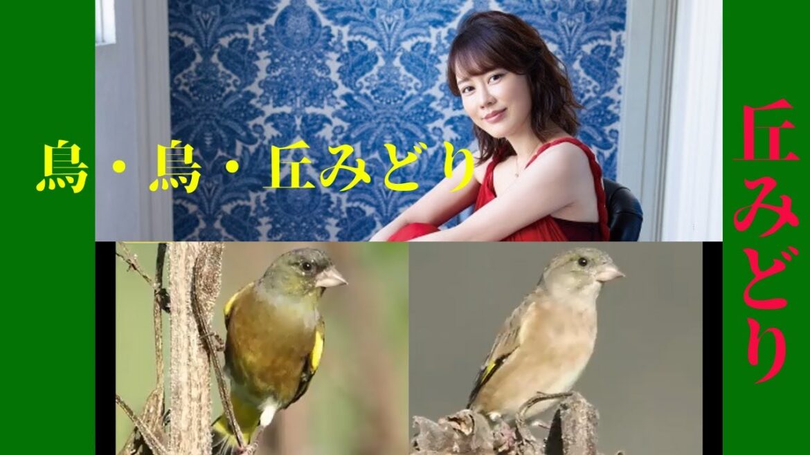 丘みどりの夢みどり💦 身近な野鳥観察💙 共演:丘みどり💖 姿と名前💫💦