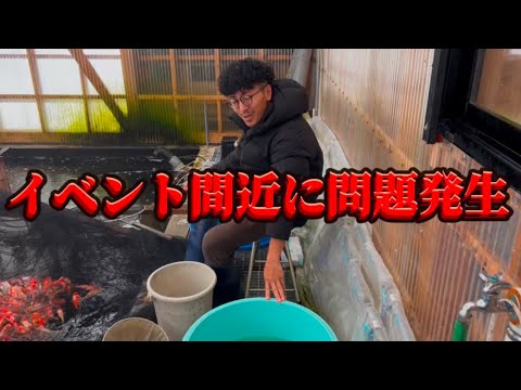 【遼河鯉庵】 坂牧ふざけんな!正月イベントの鯉の交渉で坂牧養鯉場の社長と口論になりました。 (33日目) #koi #nishikigoi