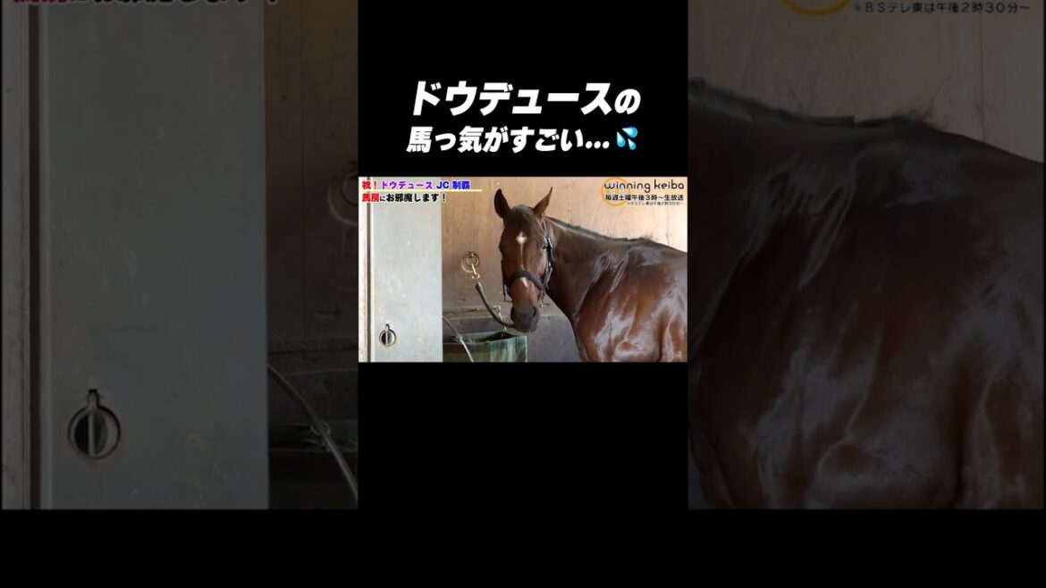 【#馬っけ すご…🫣】#ドウデュース の未公開カットを大放出!#shorts