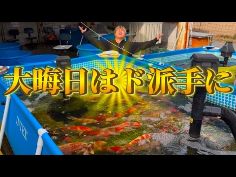 【遼河鯉庵】最後の仕入れ!!和田.大積.和泉屋etc 有名生産者からハイレベルの鯉が大量入荷しました。(39日目) #koi #nishikigoi