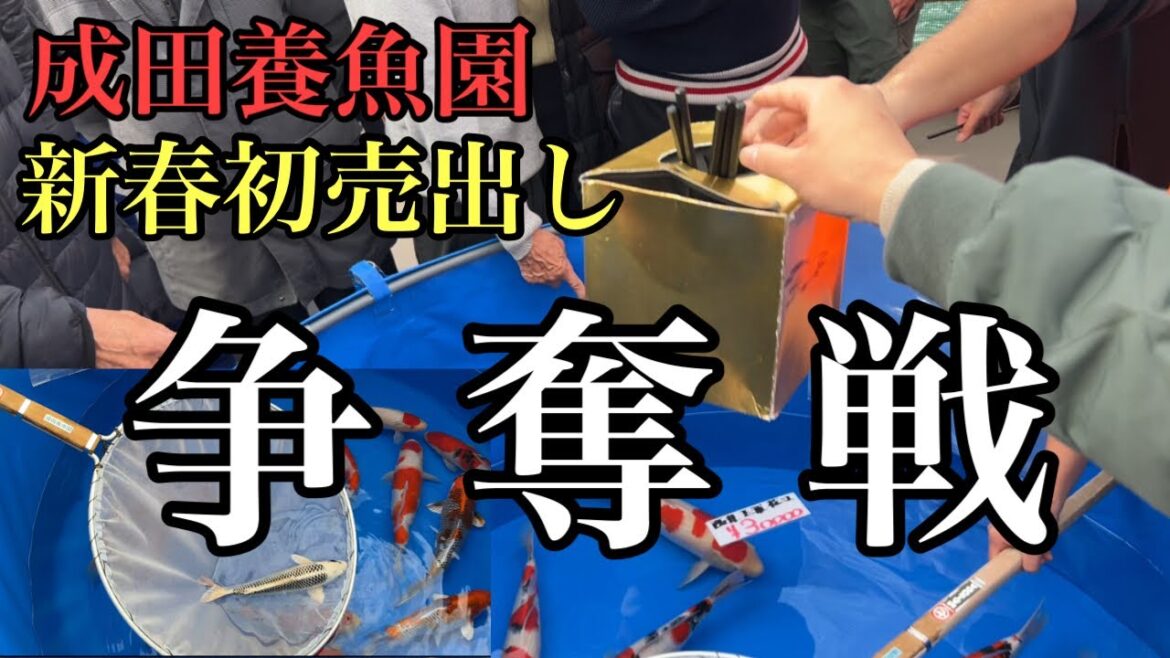 新年早々、今年の運使ってきました。成田養魚園の新春イベントが楽しすぎた件。 #錦鯉 #koi