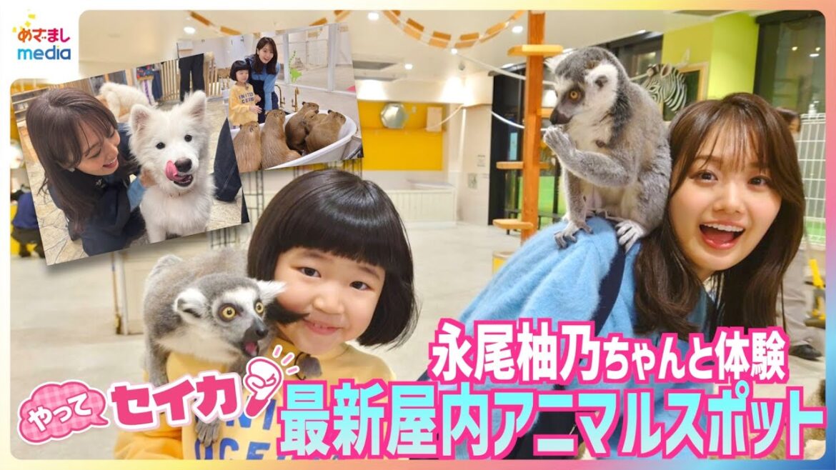 井上清華アナ&“天才子役”永尾柚乃ちゃん テレビ初公開サモエドカフェや三つ子のカピバラの赤ちゃん アンティークおしゃれ空間でフクロウと触れ合い 「屋内アニマル新スポット」体験【やってセイカ】