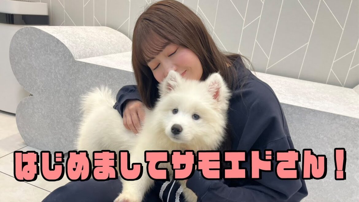 【もふもふ注意報】はじめましてサモエドさん!