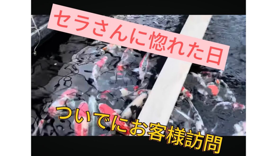 【金太郎錦鯉】セラチャンネルかっこ良すぎるだろ。笑